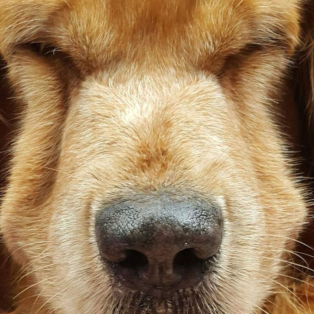 Meet your Posher, Shompoo